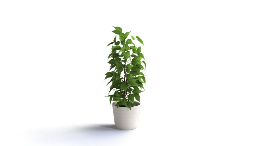 Горшок для фикуса Бенджамина