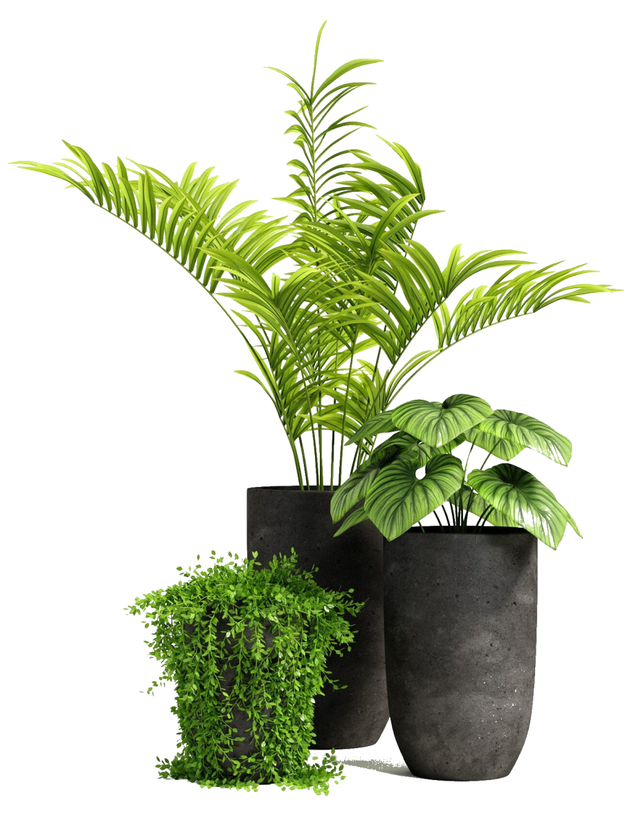 Пальма в кадке