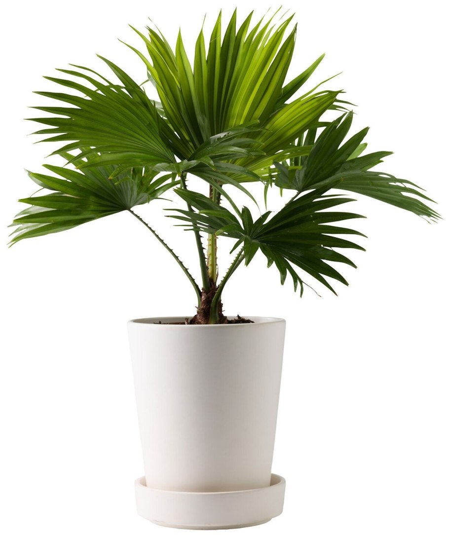 Пальма Ливистона