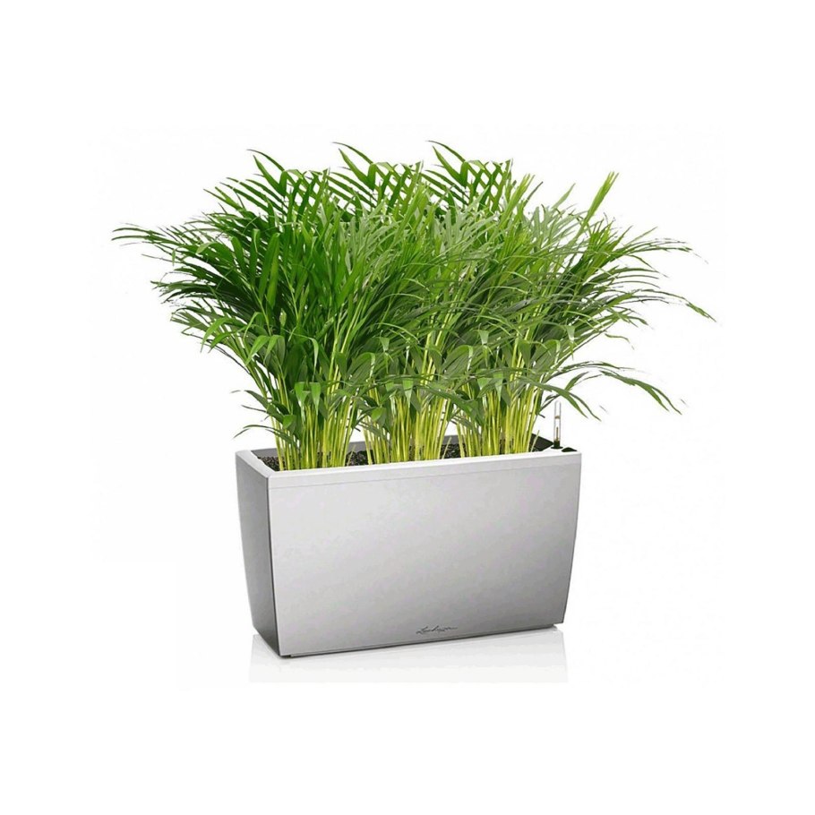 Lechuza Пальма Арека