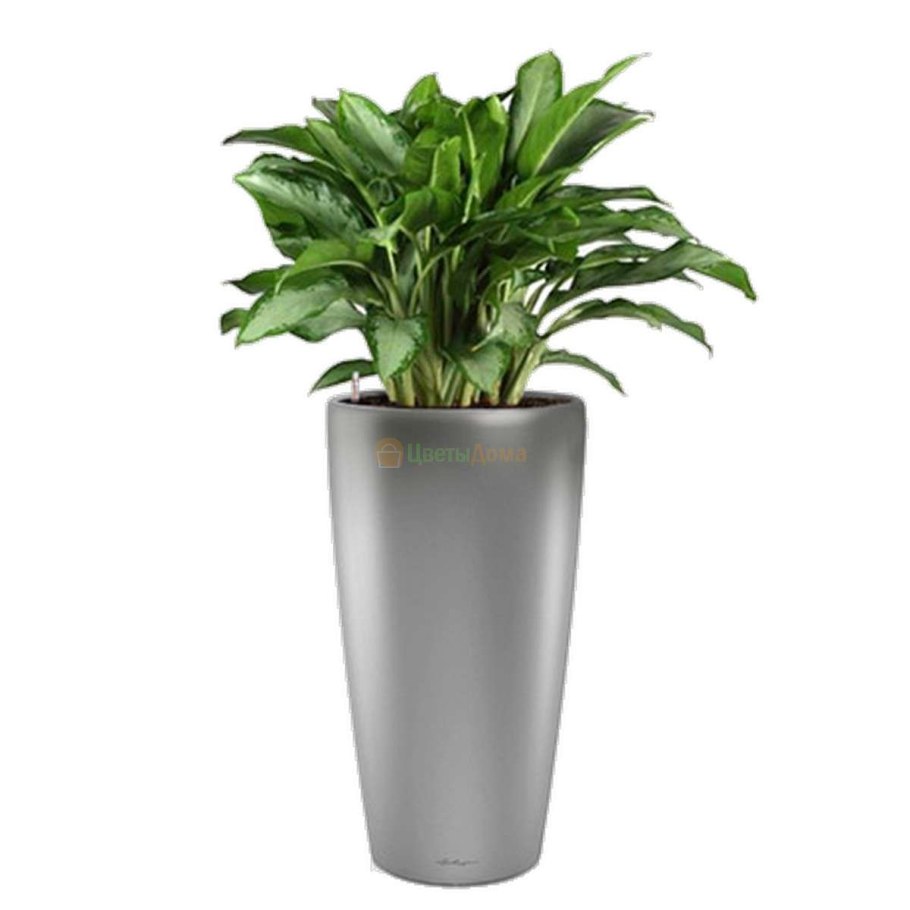 Аглаонема Cleopatra