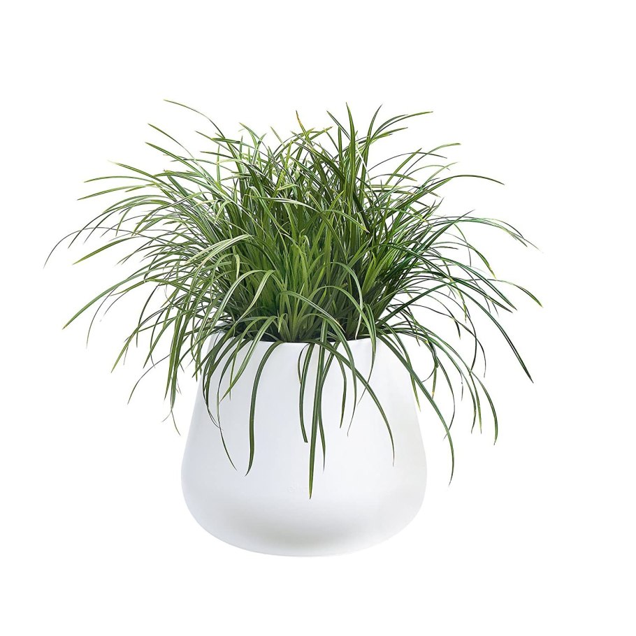 Цветок в горшке на белом фоне