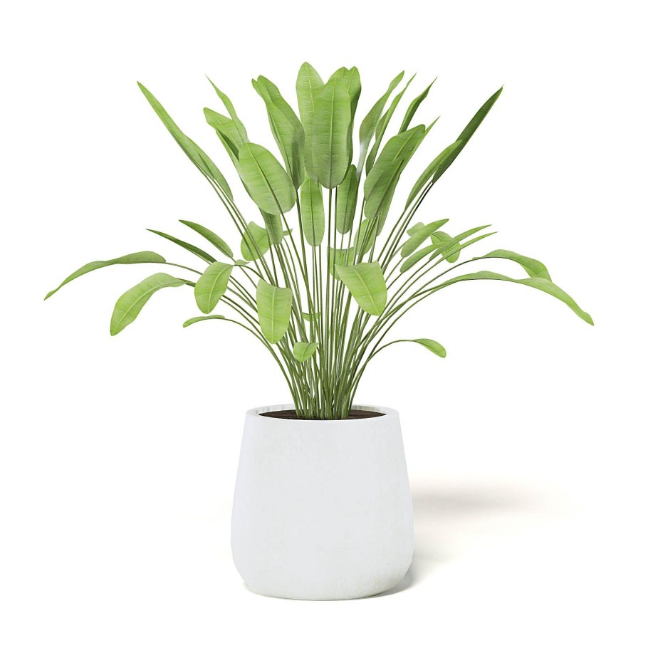 Растение в белом горшке