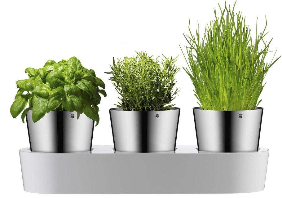 Зеленое растение в горшке