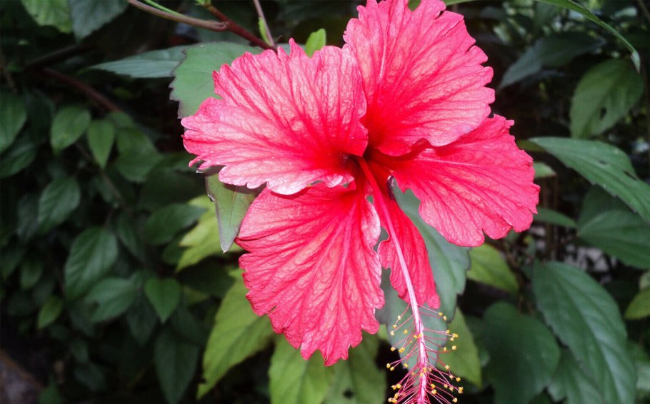 Суданская роза цветёт