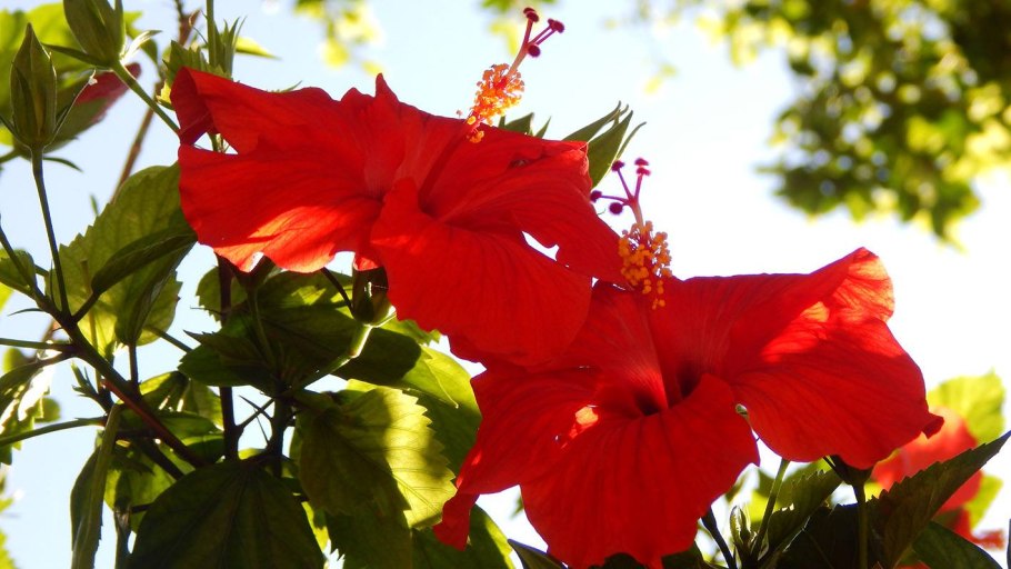 Каркаде (гибискус)