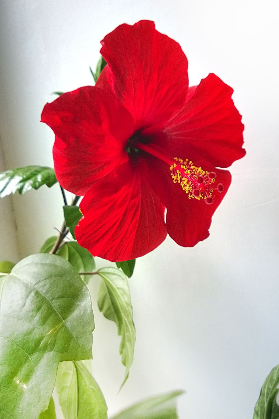 Каркаде (гибискус)