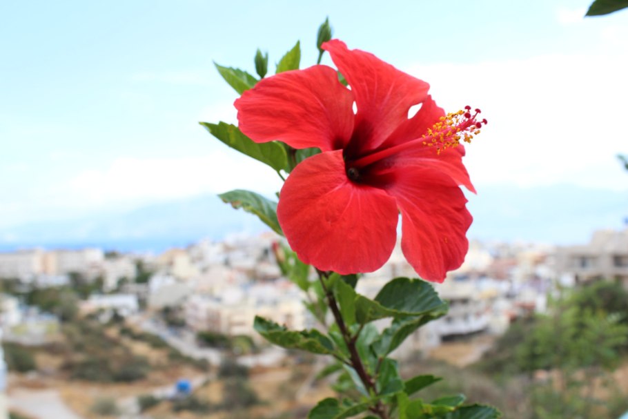 Гибискус Гавайи