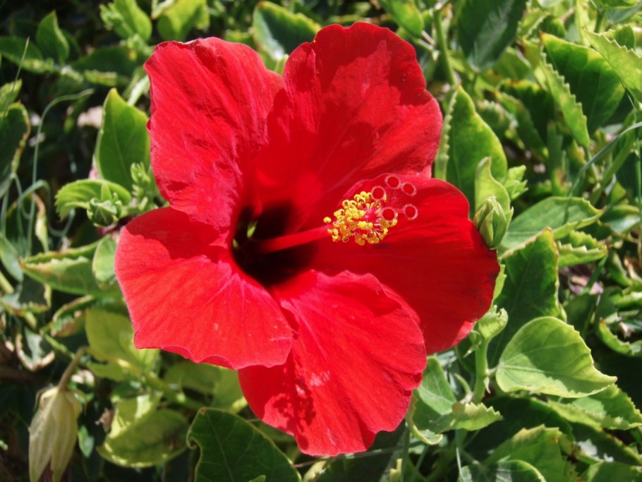 Гибискус суданская роза