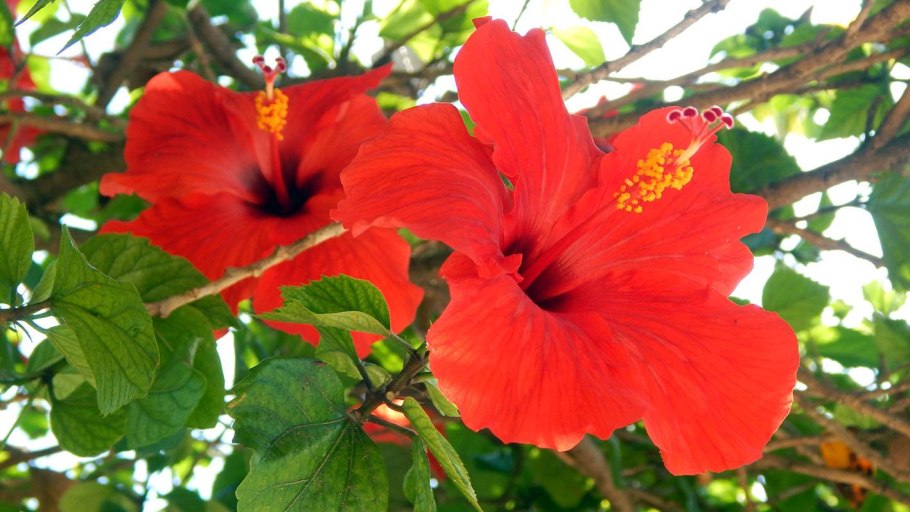 Каркаде гибискус сабдариффа