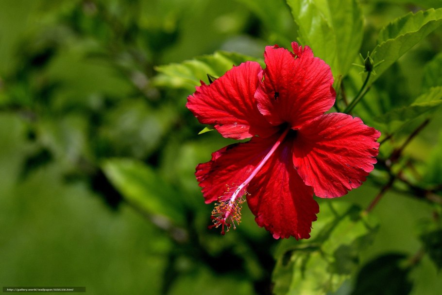 Каркаде гибискус растение