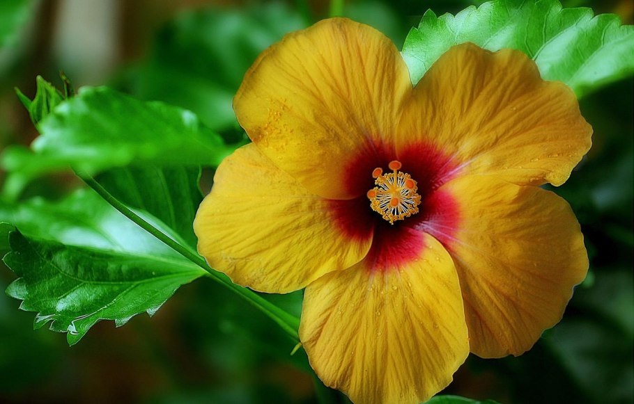 Гибискус цветок чай