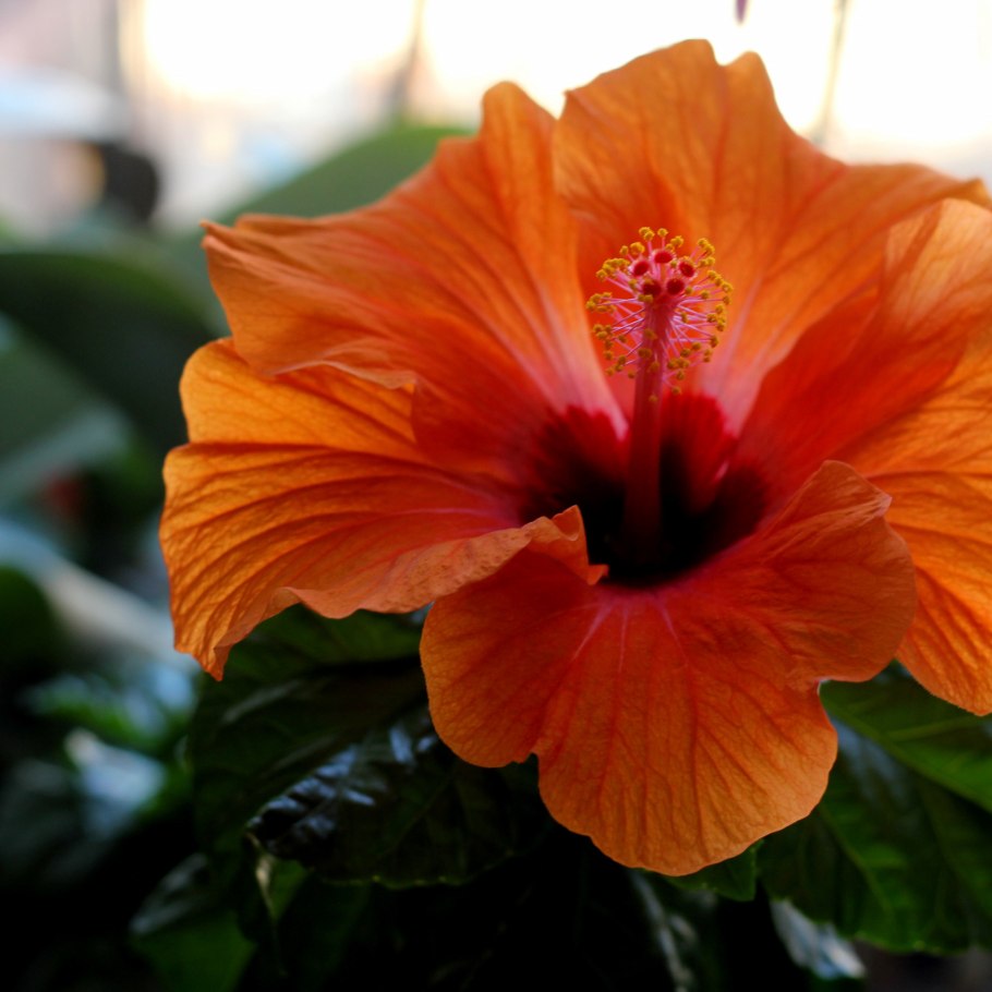 Белый каркаде (гибискус)