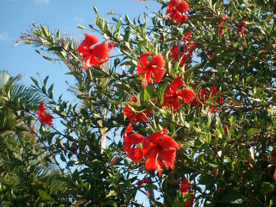 Каркаде гибискус суданская роза