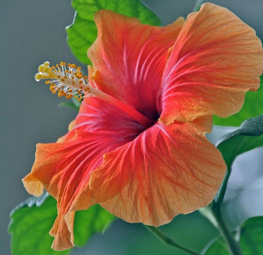 Гибискус полумахровый