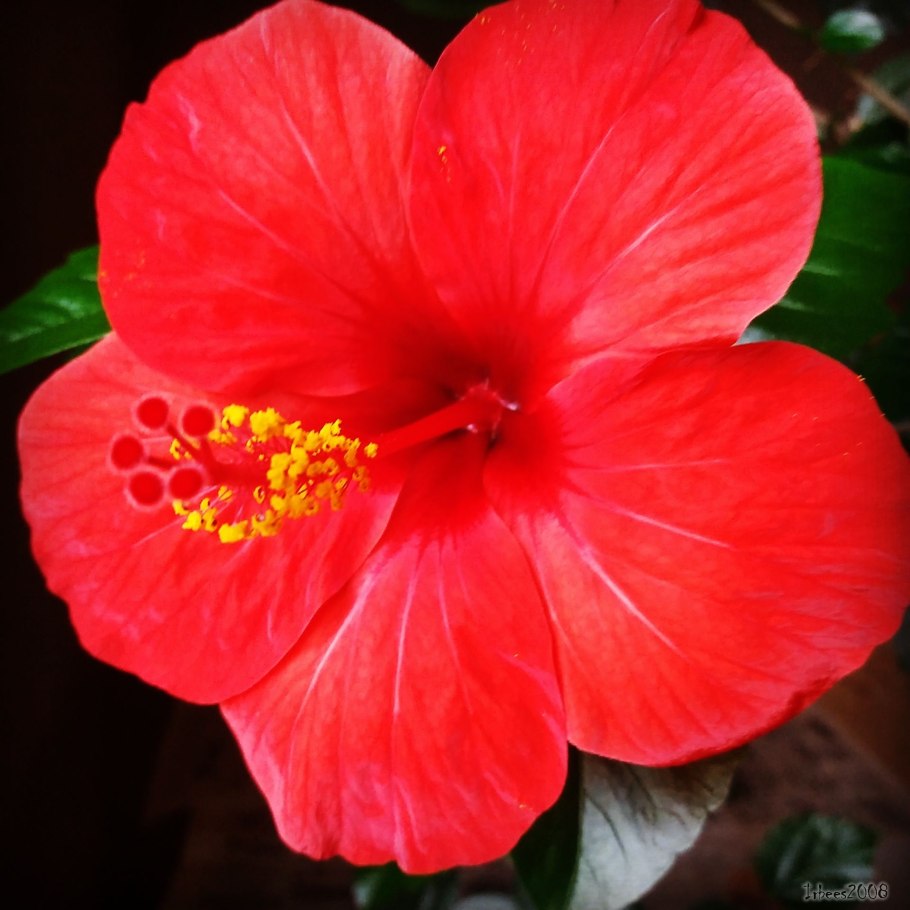 Гибискус желтый