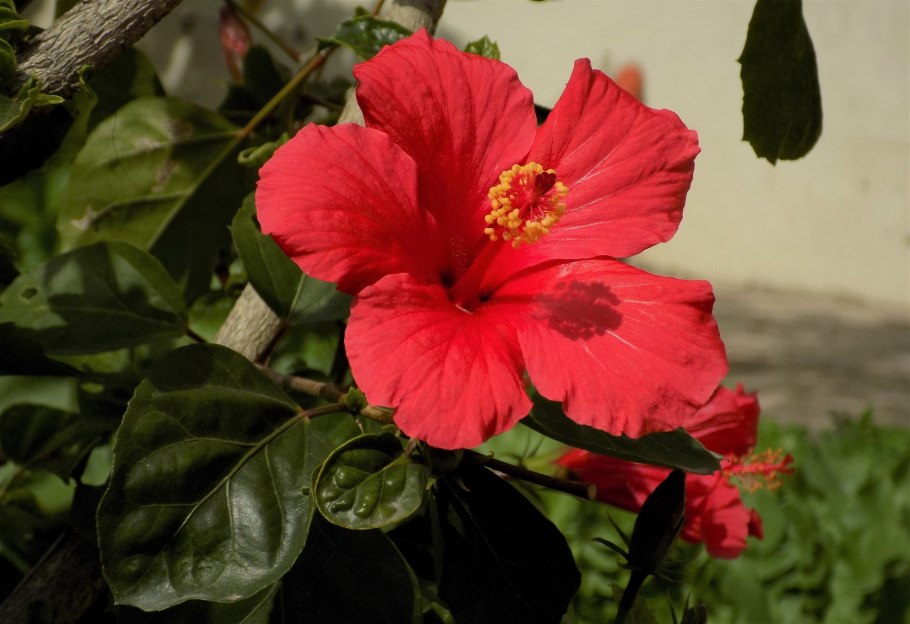 Гибискус садовый каркаде