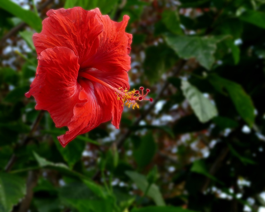Гиби́скус (лат. Hibiscus)