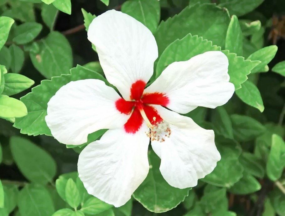 Гибискус листья