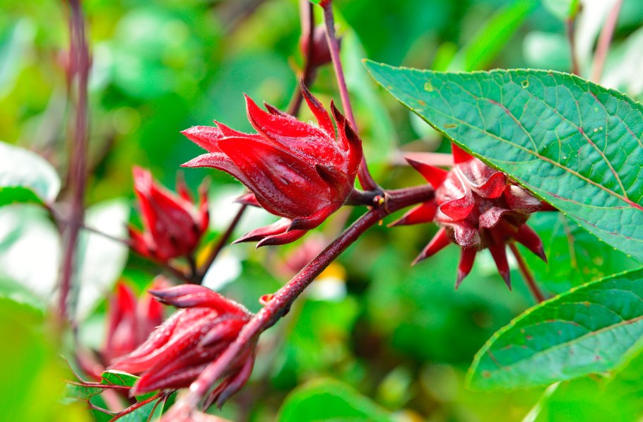 Гибискус Африканский