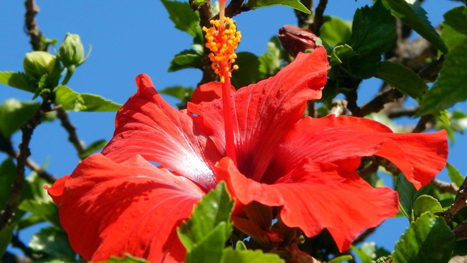 Гибискус Египетский