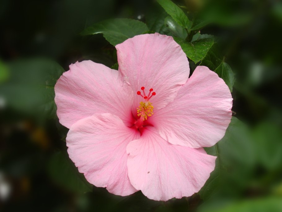 Гибискус Бенджамина