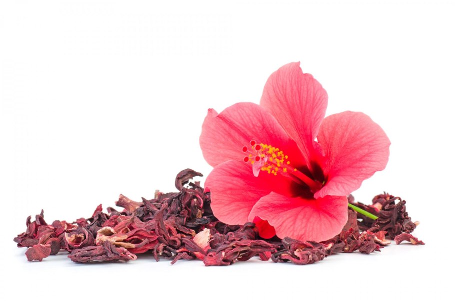 Гибискус(Hibiscus sabdariffa).