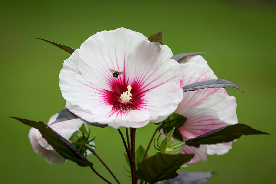 Цветок гибискуса