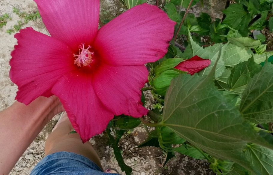 Египетский чай каркаде