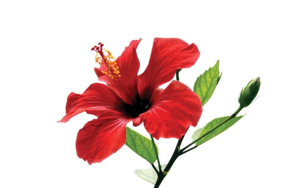Гавайский цветок гибискус