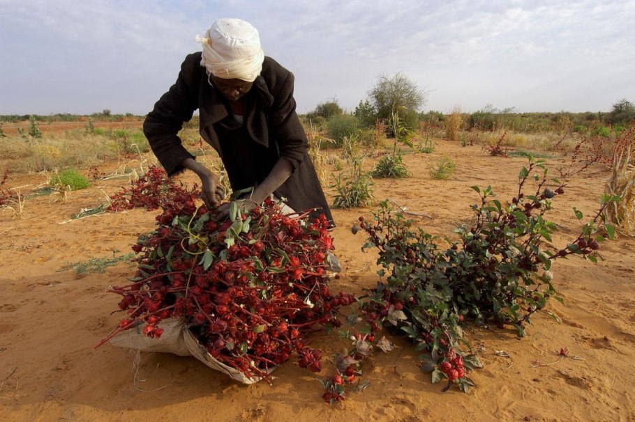 Каркаде (гибискус)