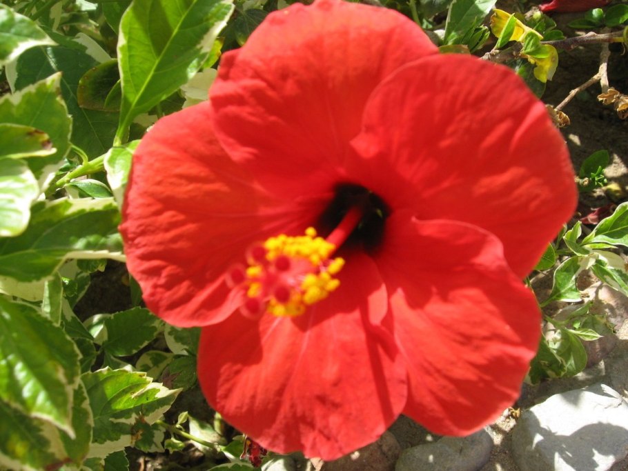 Гибискус Аполло