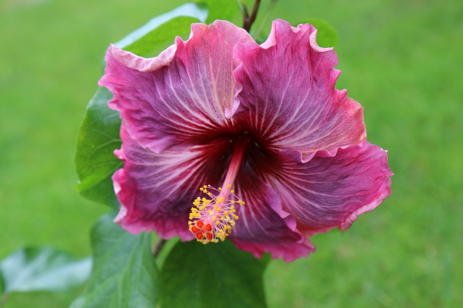 Гибискус цветок дерево