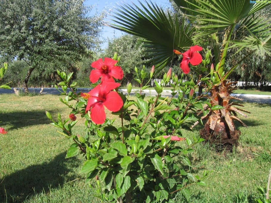 Цветок Египетский красный