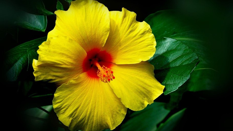 Каркаде (гибискус)