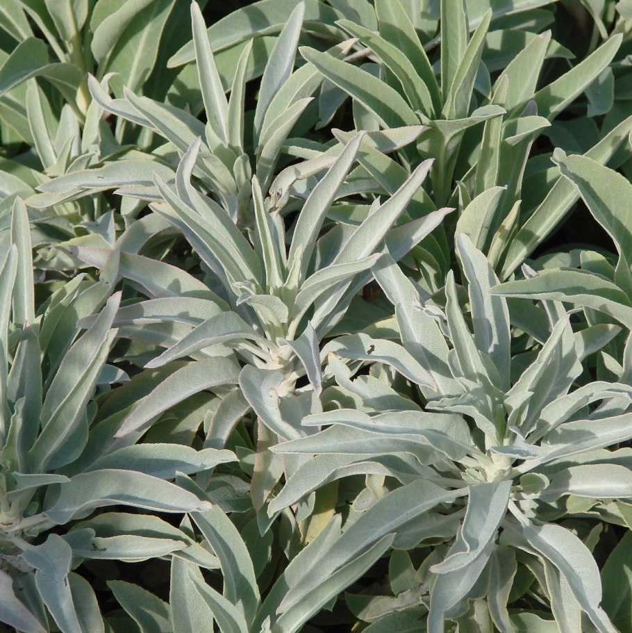Шалфей Salvia officinalis PURPURASCENS