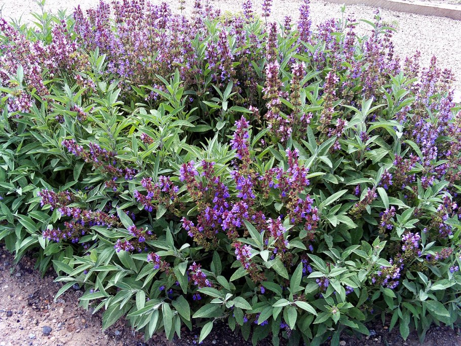 Сальвия Salvia "Farina Arctic Blue"
