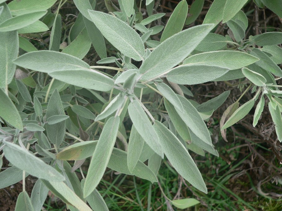 Шалфей Sage