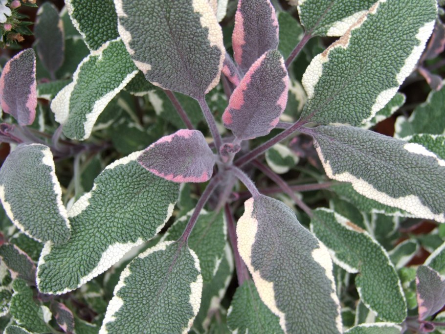 Шалфей лекарственный Sage Plant