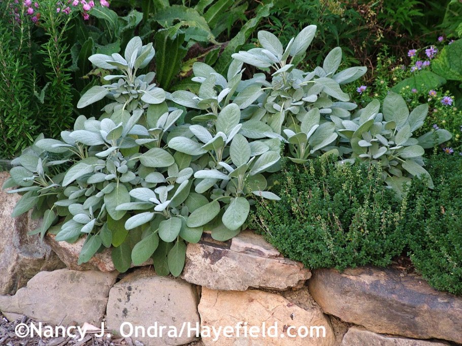Сальвия мучнистая (Salvia farinacea)
