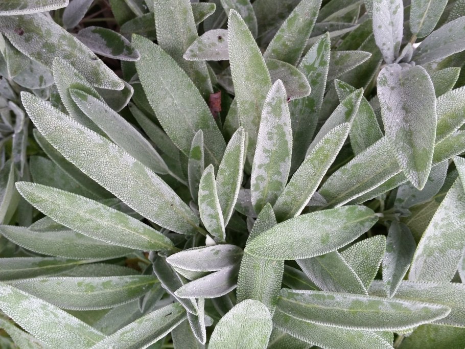 Шалфей лекарственный Sage