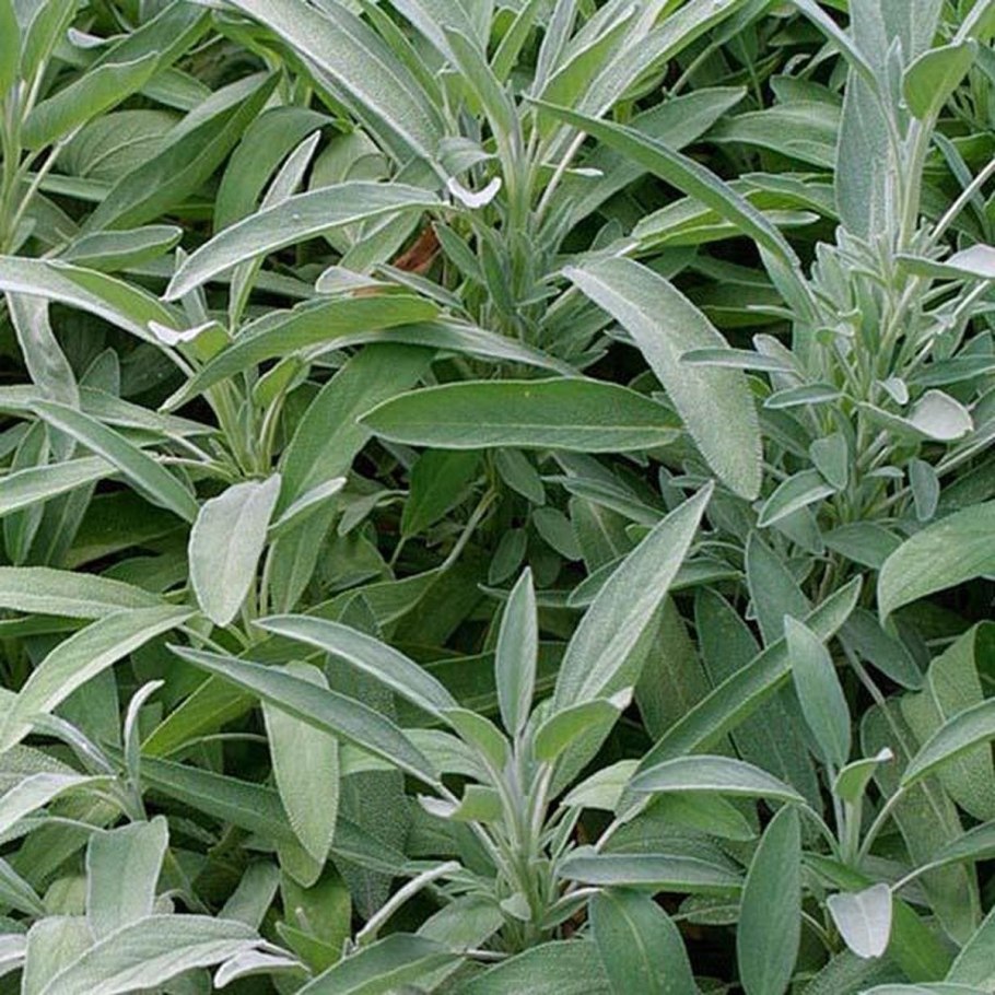 Salvia apiana шалфей