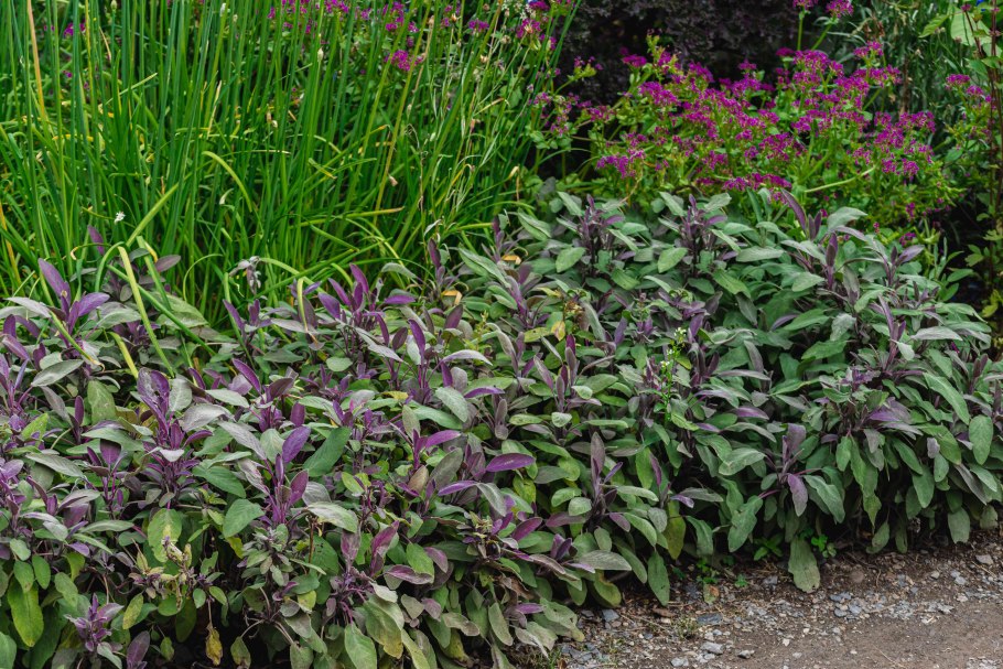 Шалфей мучнистый (Salvia farinacea)