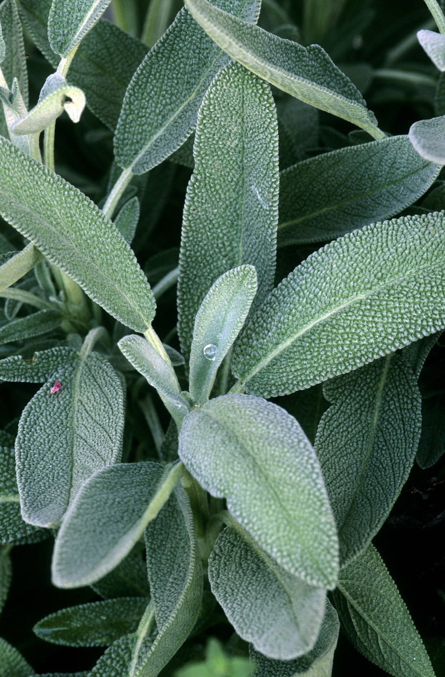 Шалфей лекарственный (Salvia officinalis)