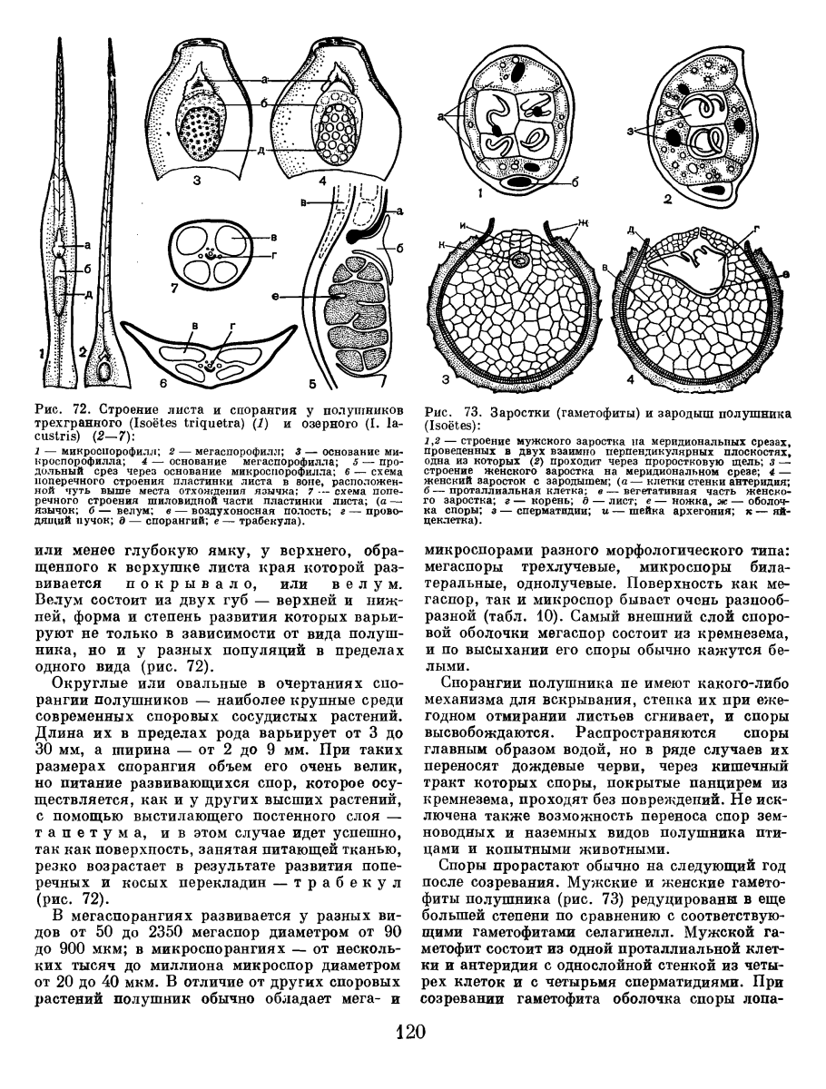 Мужской и женский гаметофит селлягинелы