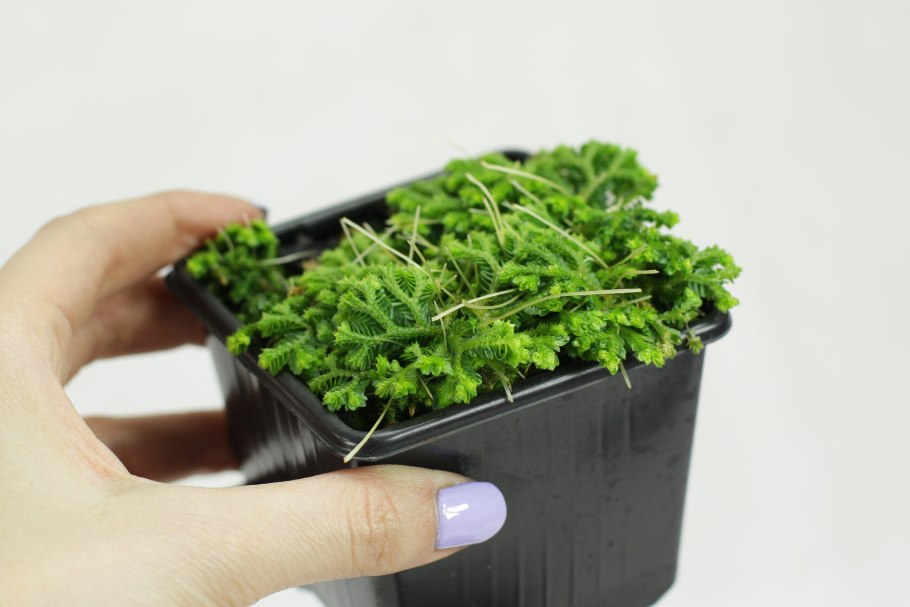 Иерихонская звезда фото