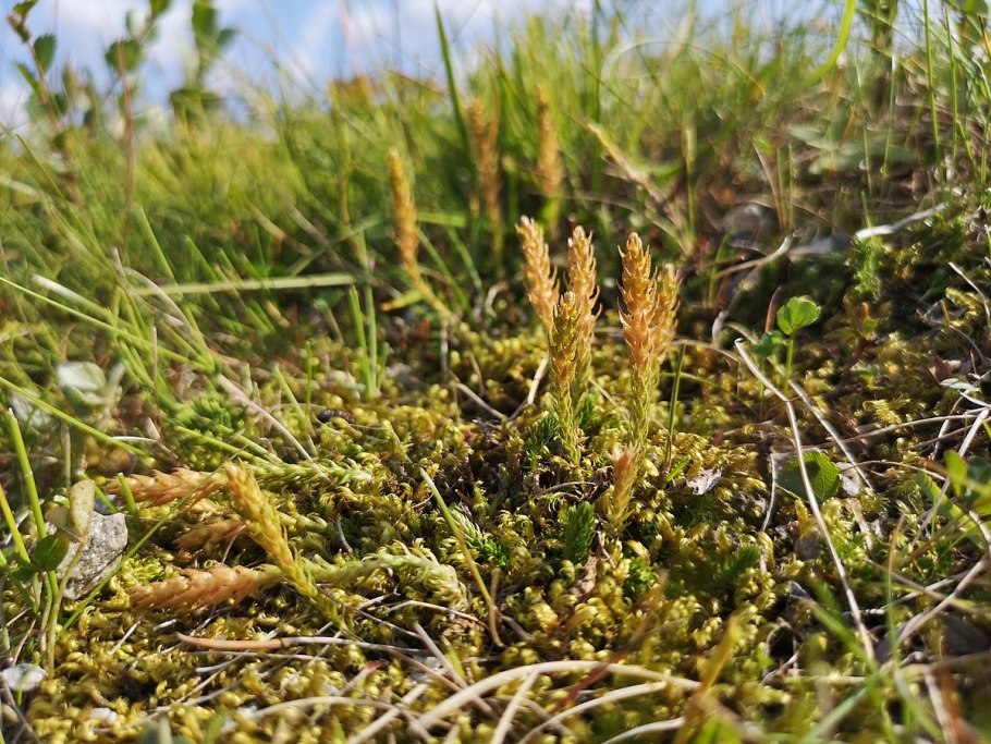 Селагинелла Джори