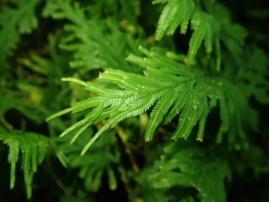 Полушник Озерный Isoetes lacustris