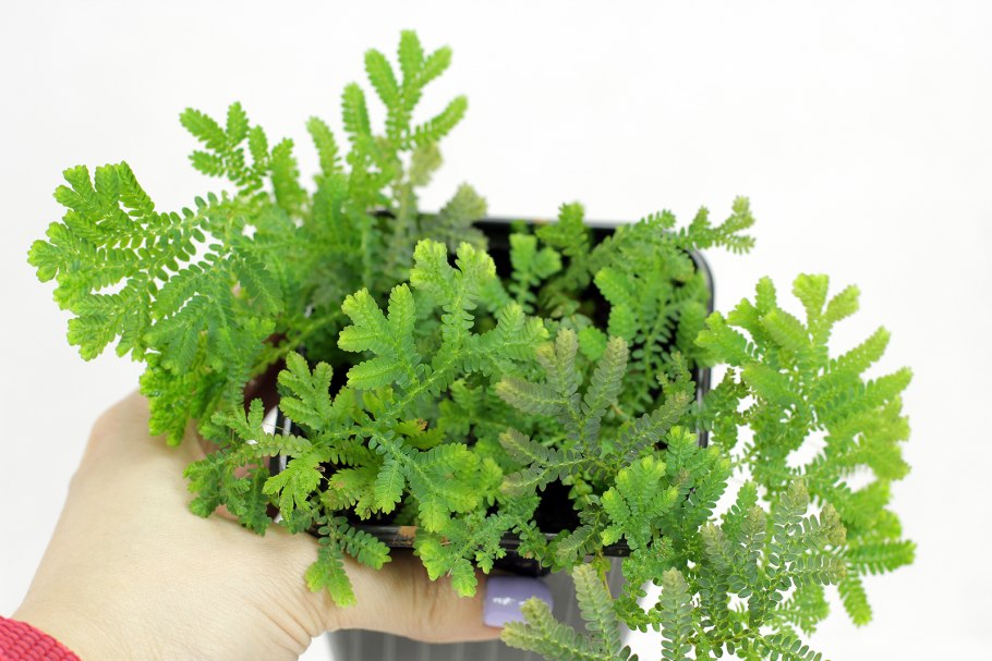 Селагинелла Наскальная