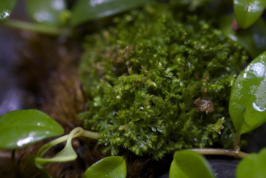 FRZ.Temp холодильник